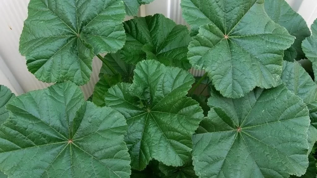 تسمى النباتات التي لا تنمو لها ازهار وبذور قاسية