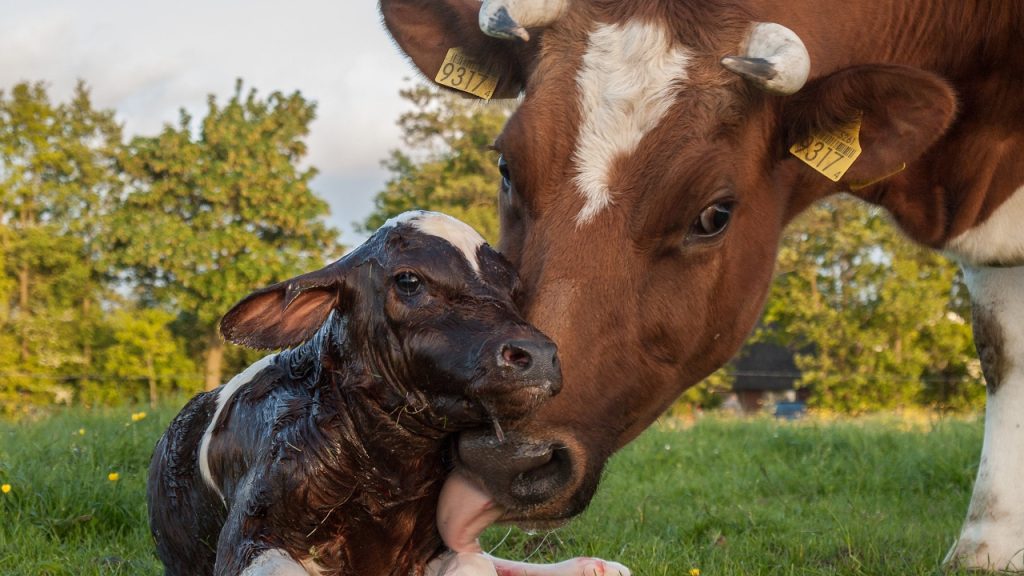 ما الحيوان الذي ينتج الحليب من بين الحيوانات الآتية