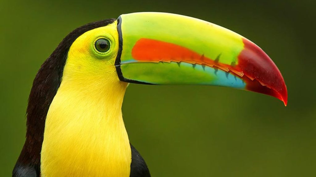 ينمو الجنين داخل رحم الأنثى في حيوان منقار البط