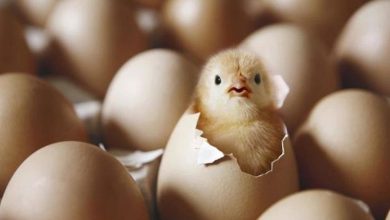 تجلس معظم الطيور على بيضها حتى يفقس ما السبب في ذلك