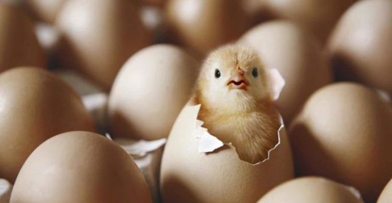 تجلس معظم الطيور على بيضها حتى يفقس ما السبب في ذلك