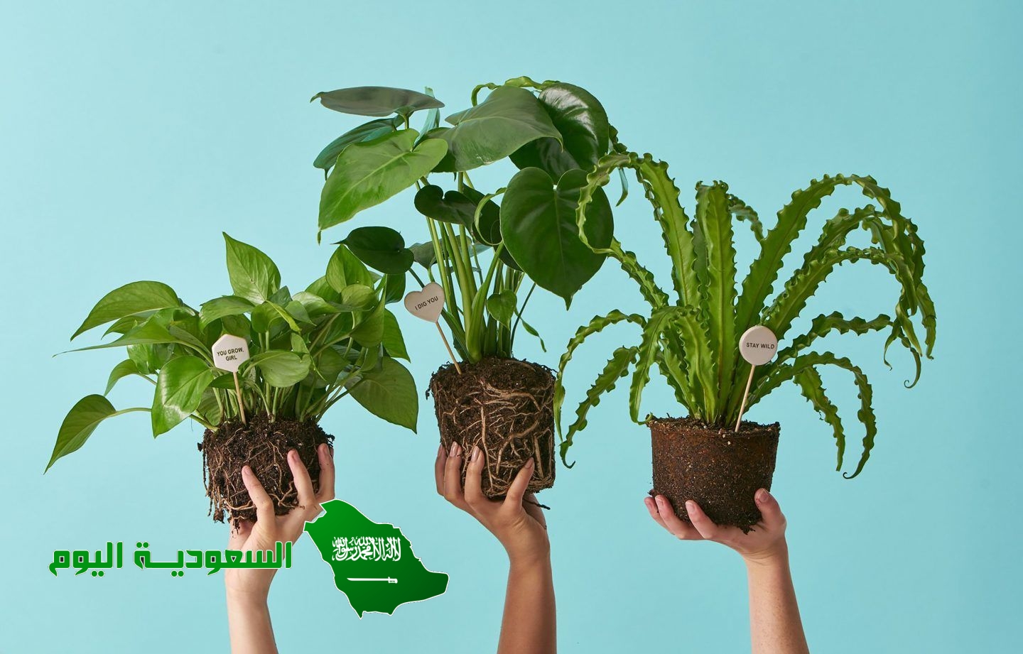 التركيب الذي يساعد النبات على صنع غذائه بنفسه