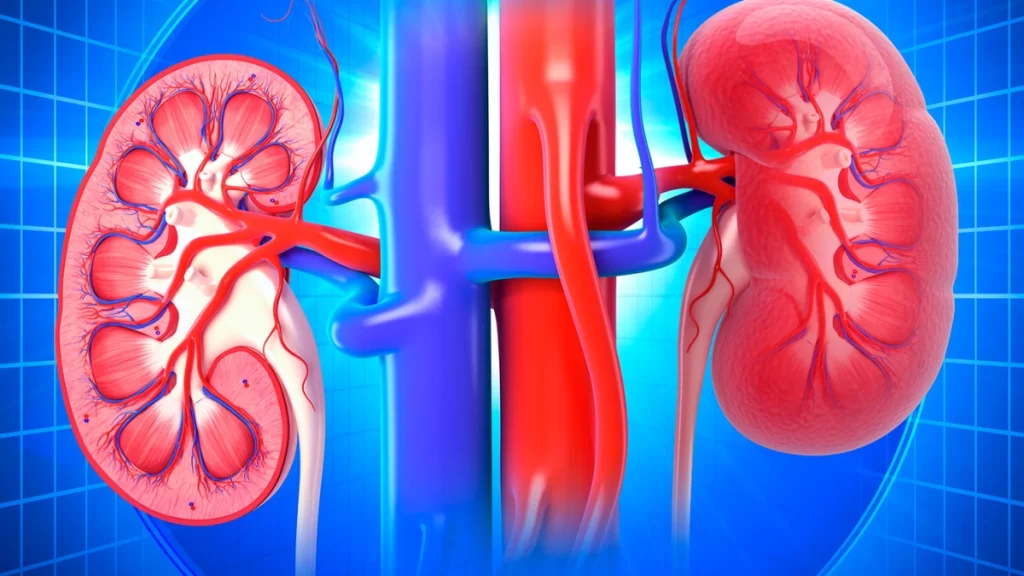 فسر، كيف تساعد الكلية على خفض مستوى درجة الحموضة في الجسم للمحافظة على مستوى الرقم الهيدروجيني للدم؟