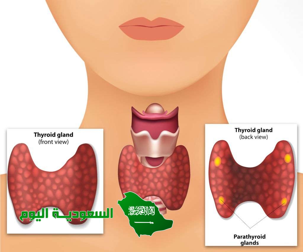 من خصائص الغدد جارات الدرقية