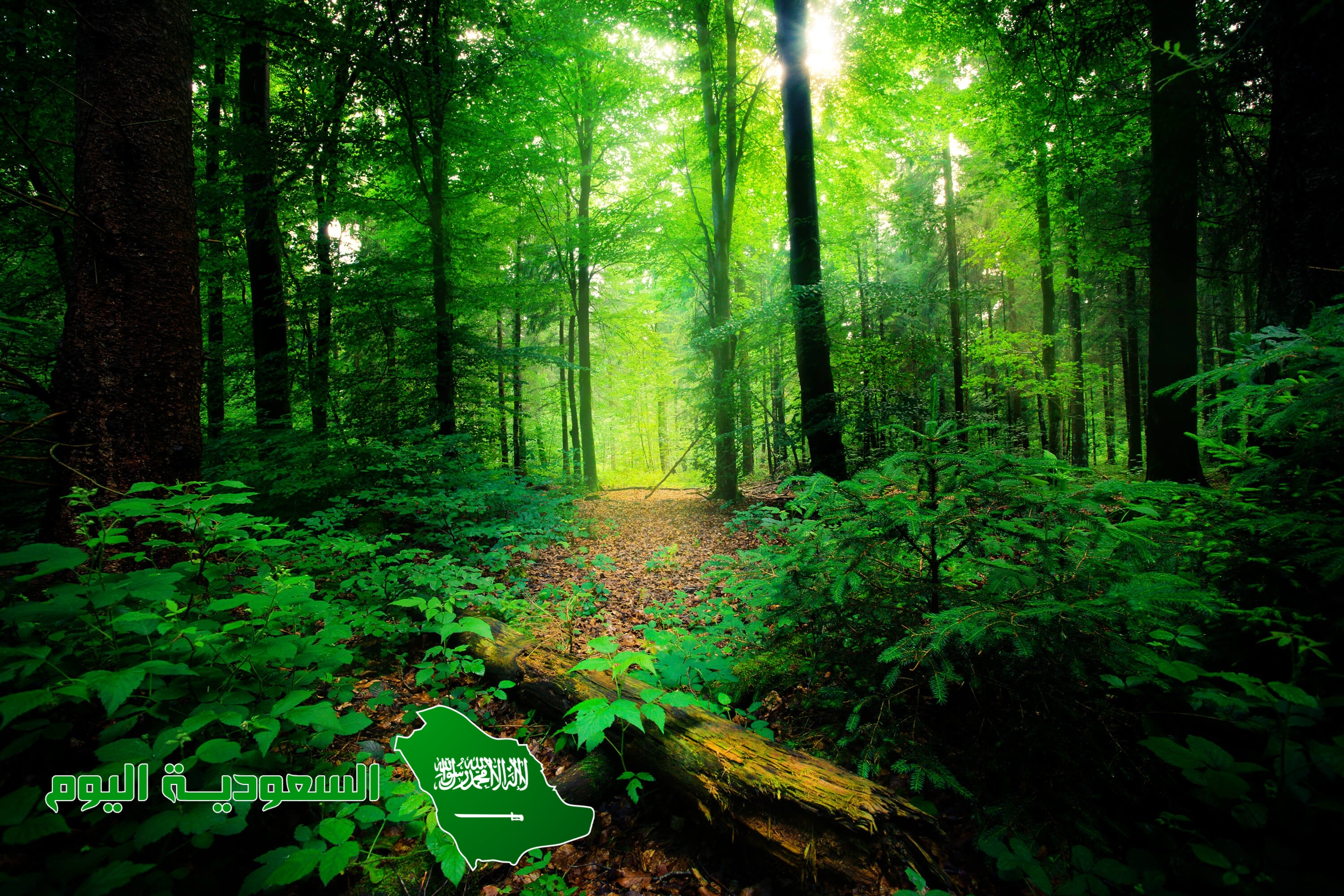 يسهم التنوع الحيوي في استقرار النظام البيئي. صواب خطأ