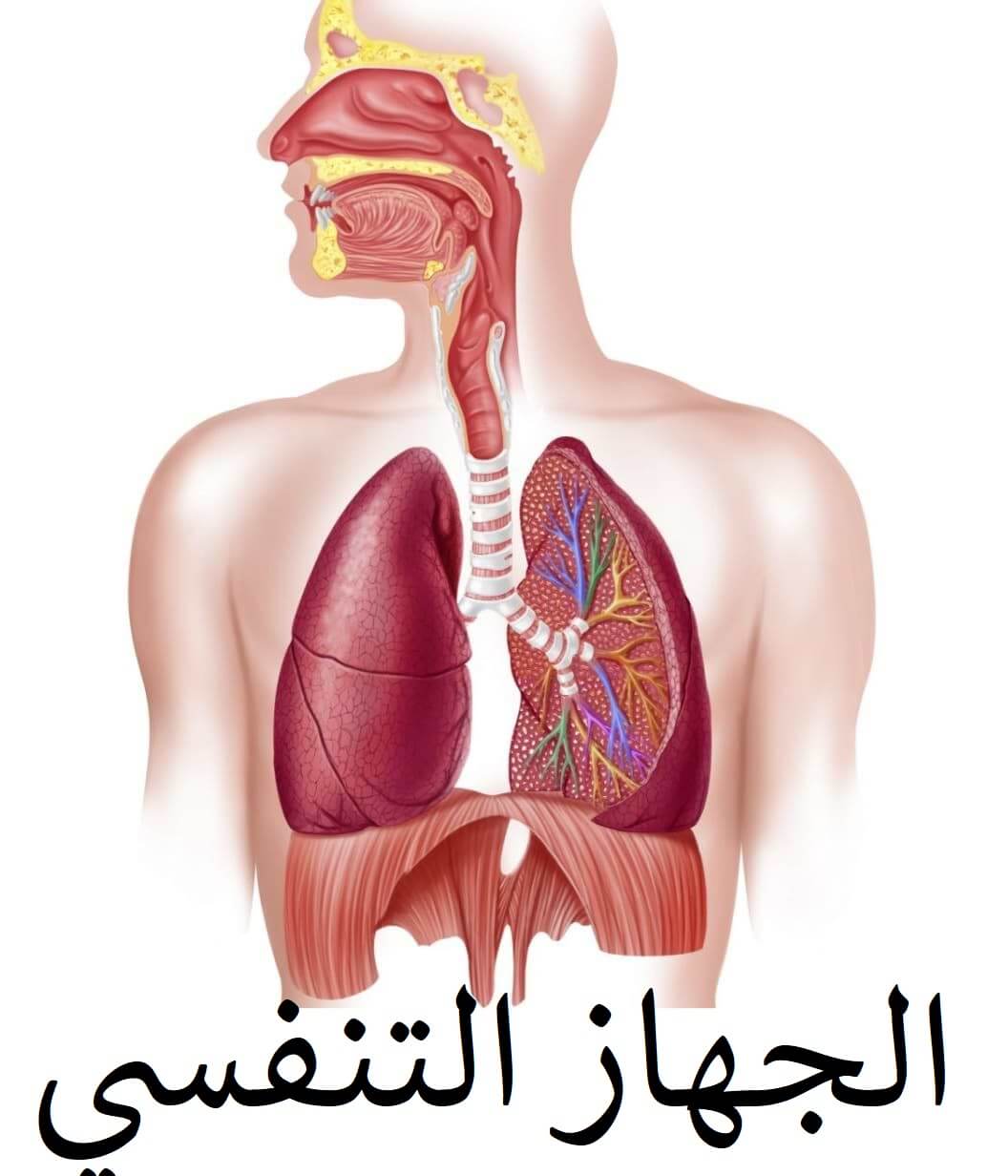 رتب أعضاء الجهاز التنفسي التي يمر بها الهواء بعد تبادل الغازات