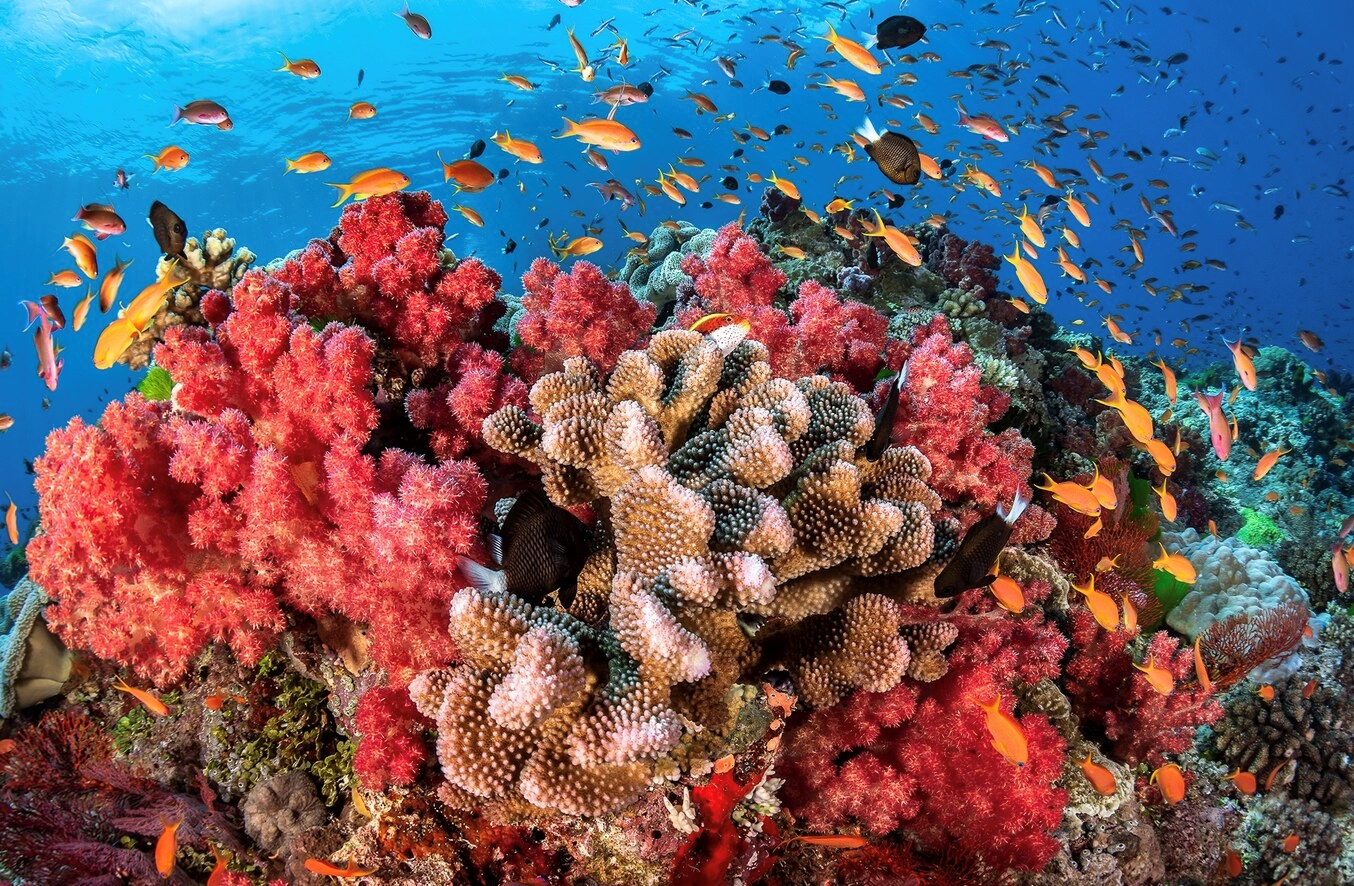 تحقق الشعب المرجانية التوازن البيئي البحري صواب خطأ