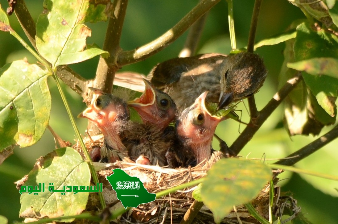 السلوك الغريزي يخضع للوراثة وتدعمه التجارب السابقة.