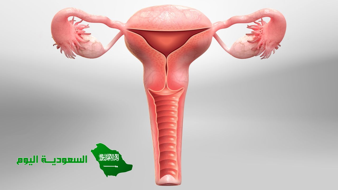 الكبسولة البلاستولية هي أول مجموعة من الخلايا تدخل الرحم لتنغرس فيه.