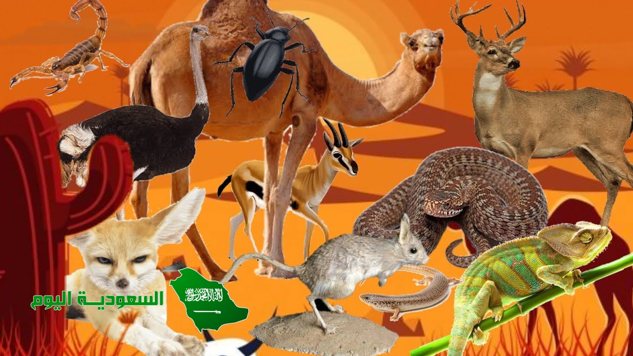 لماذا تنشط العديد من الحيوانات الصحراويه ليلا