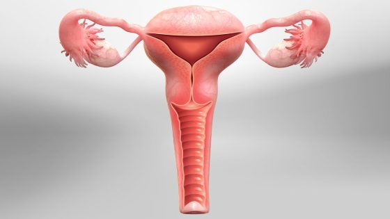 الكبسولة البلاستولية هي أول مجموعة من الخلايا تدخل الرحم لتنغرس فيه.