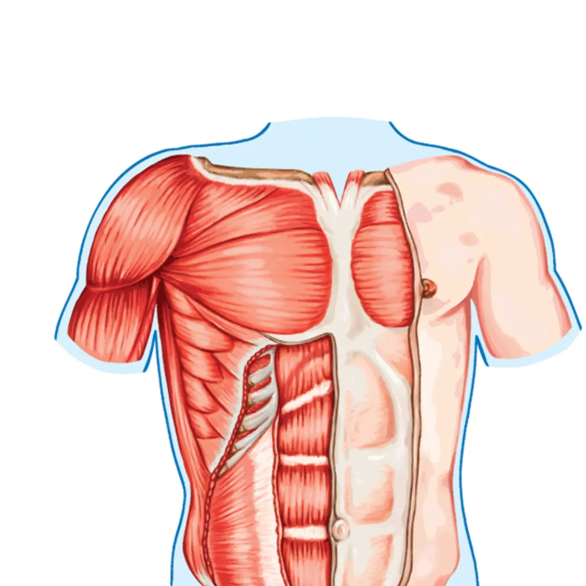 هي قدرة الفرد في التحمل وعملها بصورة متكررة وذلك من أجل عملية الحفاظ على الانقباض العضلي