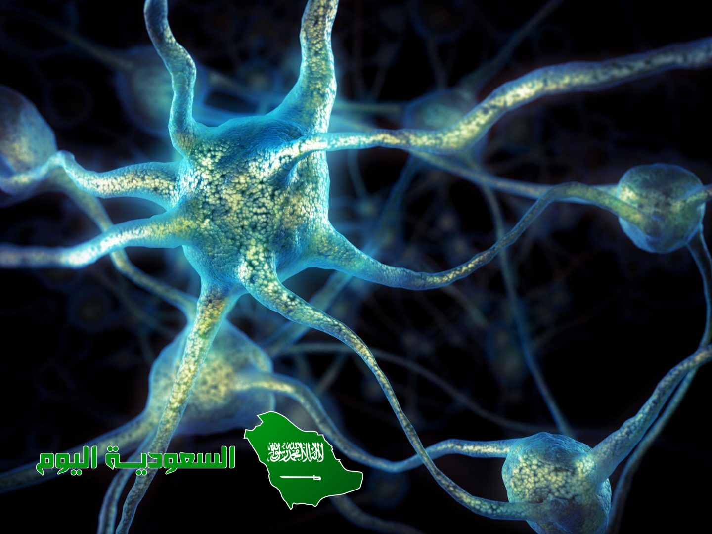 الخلايا الوحيدة التي تخلو من العضيات هي خلايا