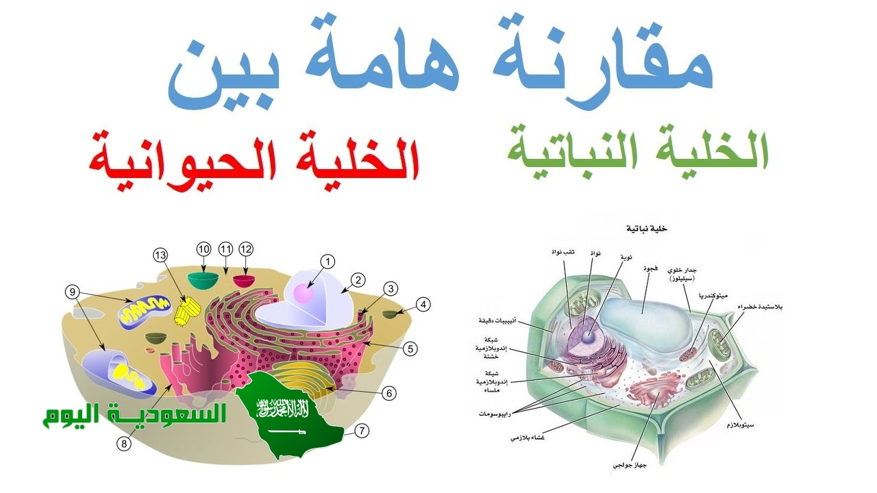 العضية التي تكون كبيرة في الخلية النباتية وصغيرة أو معدومة في الخلية الحيوانية هي النوية.