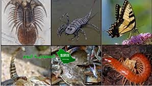 أكبر مجموعات المفصليات هي القشريات.