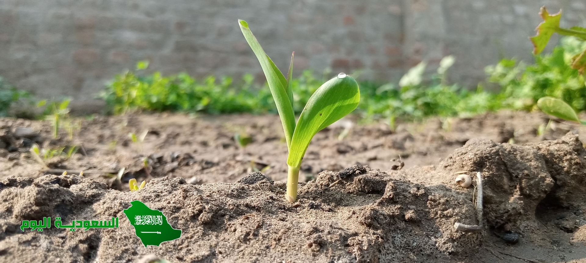 تمتلك الديدان الحلقية تراكيب تشبه الشعر وتساعدها على الحركة.