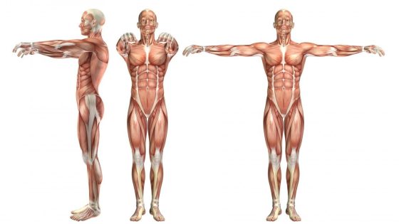هي قدرة الفرد على تحريك مجموعتين عضليتين مختلفتين في وقت واحد. أو قدرة الفرد على على التحكم في عضلات جسمه مجتمعة أو منفردة التوافق الرشاقة المرونة