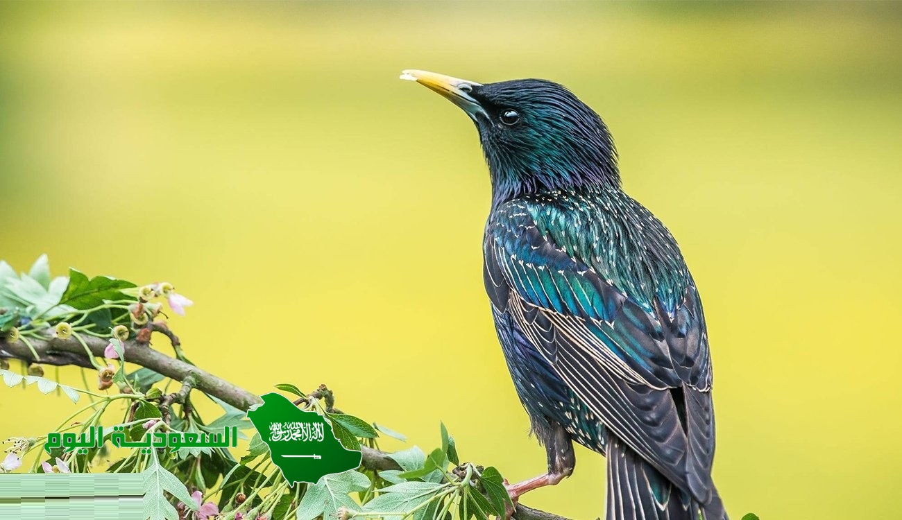 العذب هو السائغ من الشراب والطعام