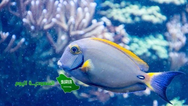 ـ لا تحتاج الأسماك التي تعيش في الأعماق إلى مثانة العوم .