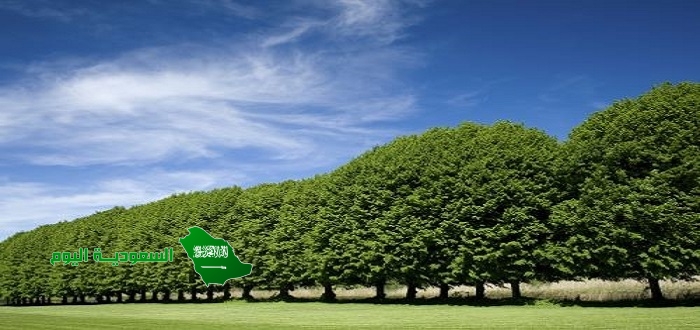 تساهم زراعة الأشجار في منع تعرية التربة