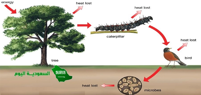 يتأثر المجتمع الحيوي بتغير إحدى جماعاته