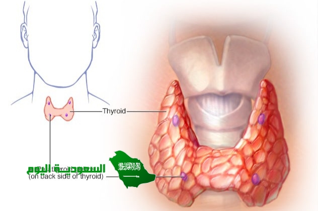 من خصائص الغدد جارات الدرقية