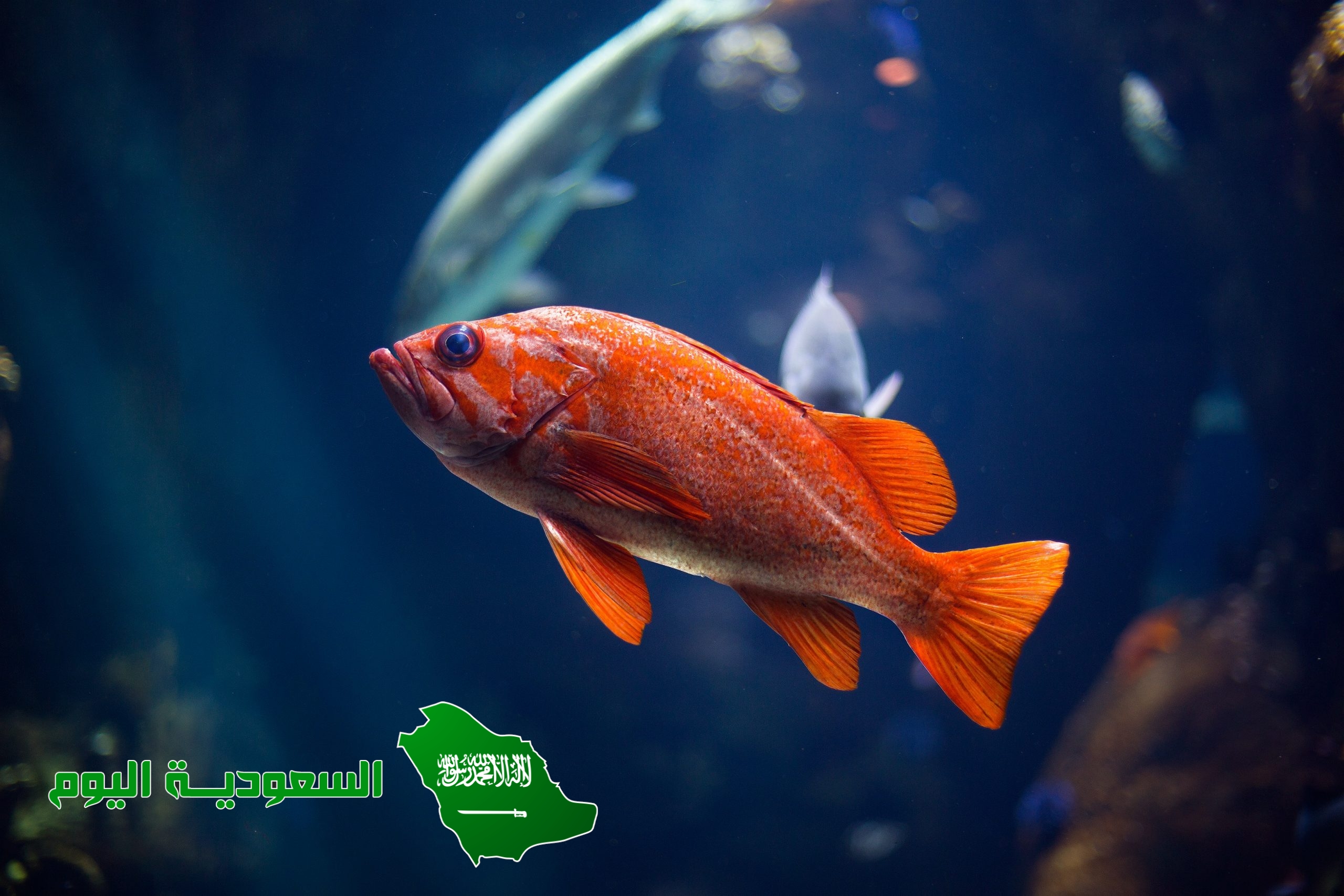 ـ لا تحتاج الأسماك التي تعيش في الأعماق إلى مثانة العوم