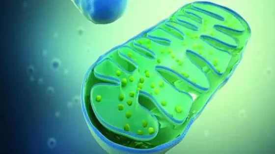 العضية التي تكون كبيرة في الخلية النباتية وصغيرة أو معدومة في الخلية الحيوانية هي النوية.