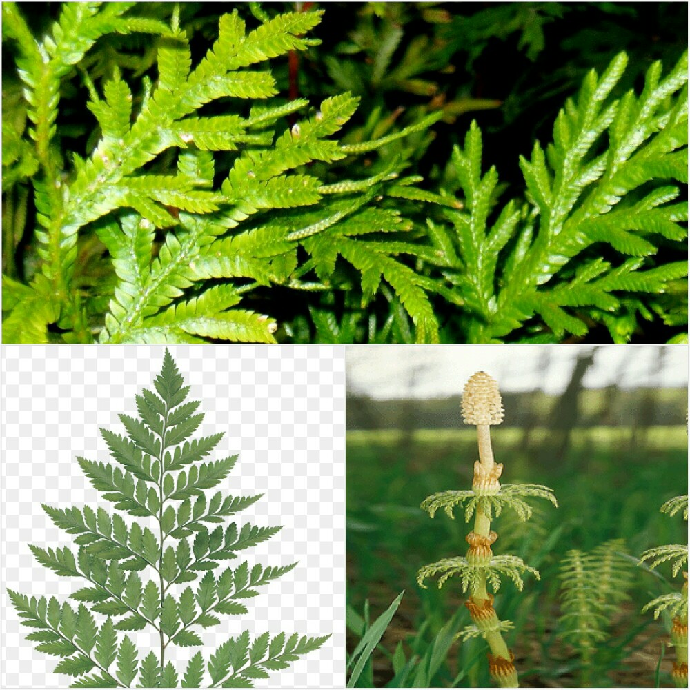 .الجيل السائد في النباتات الوعائية هو الجيل المشيجي