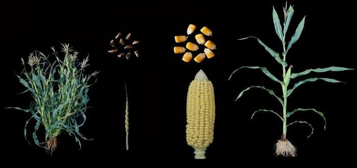 نبات التيوسنت جرت الاستفادة منه في: